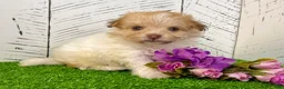 Havanese dogs for sale: Goldy - Ad 4