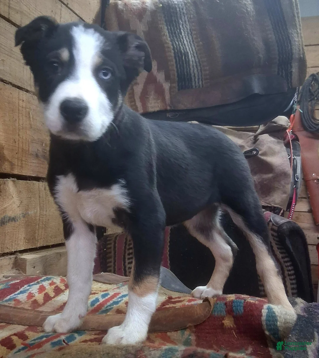 Border Collie dogs for sale: Border Collie Puppy 1 - Ad 4