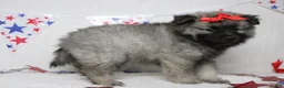 Keeshond dogs for sale: Elsa  - Ad 3