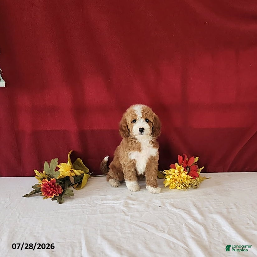 Mini Goldendoodle dogs Holly - Ad 2