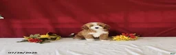 Mini Goldendoodle dogs for sale: Holly - Ad 2