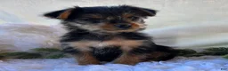 Yorkshire Terrier dogs for sale: MR Pepsi - Ad 11