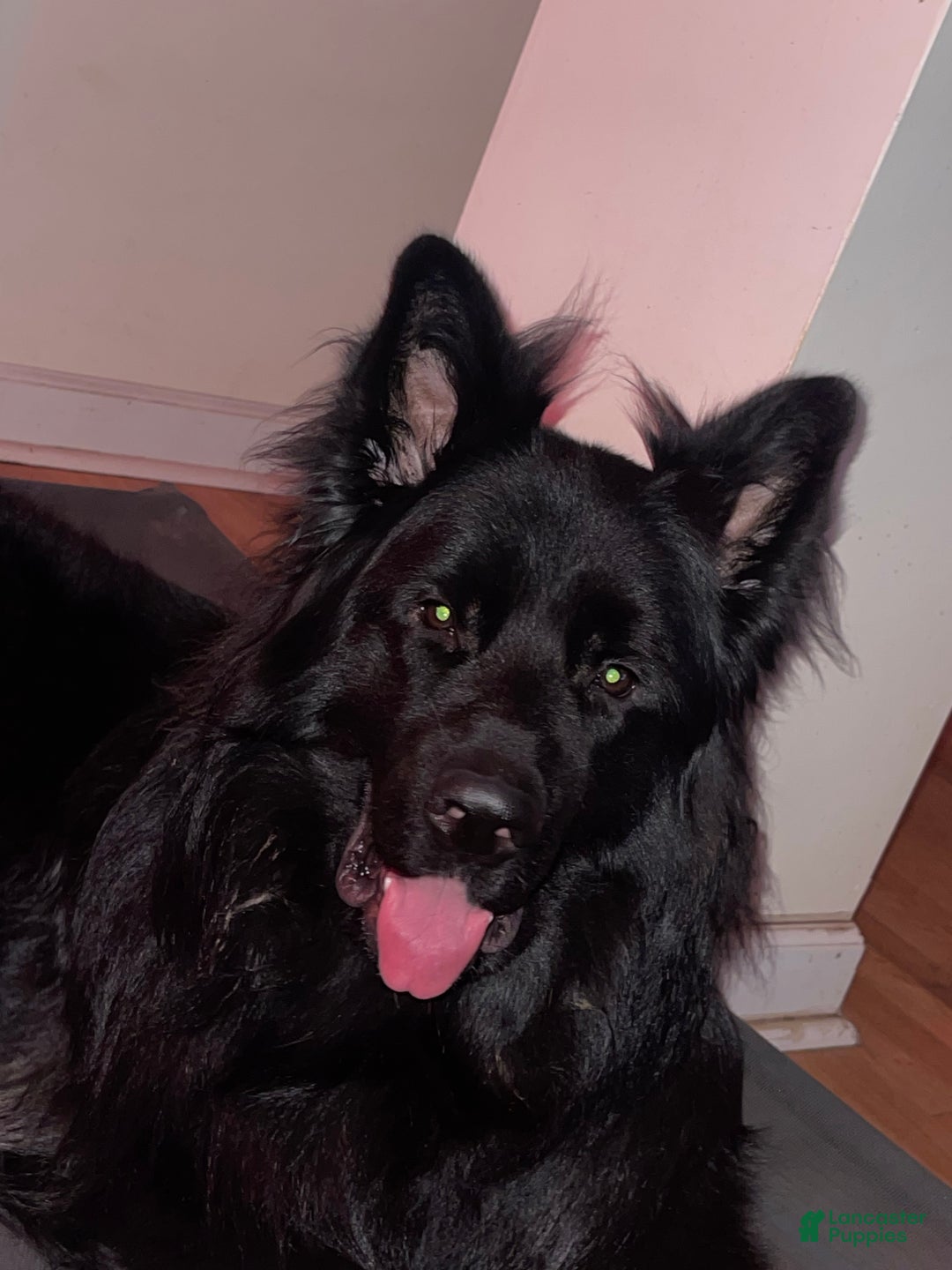 German Shepherd dogs for stud: German Shepherd 1 puppies - Ad 12