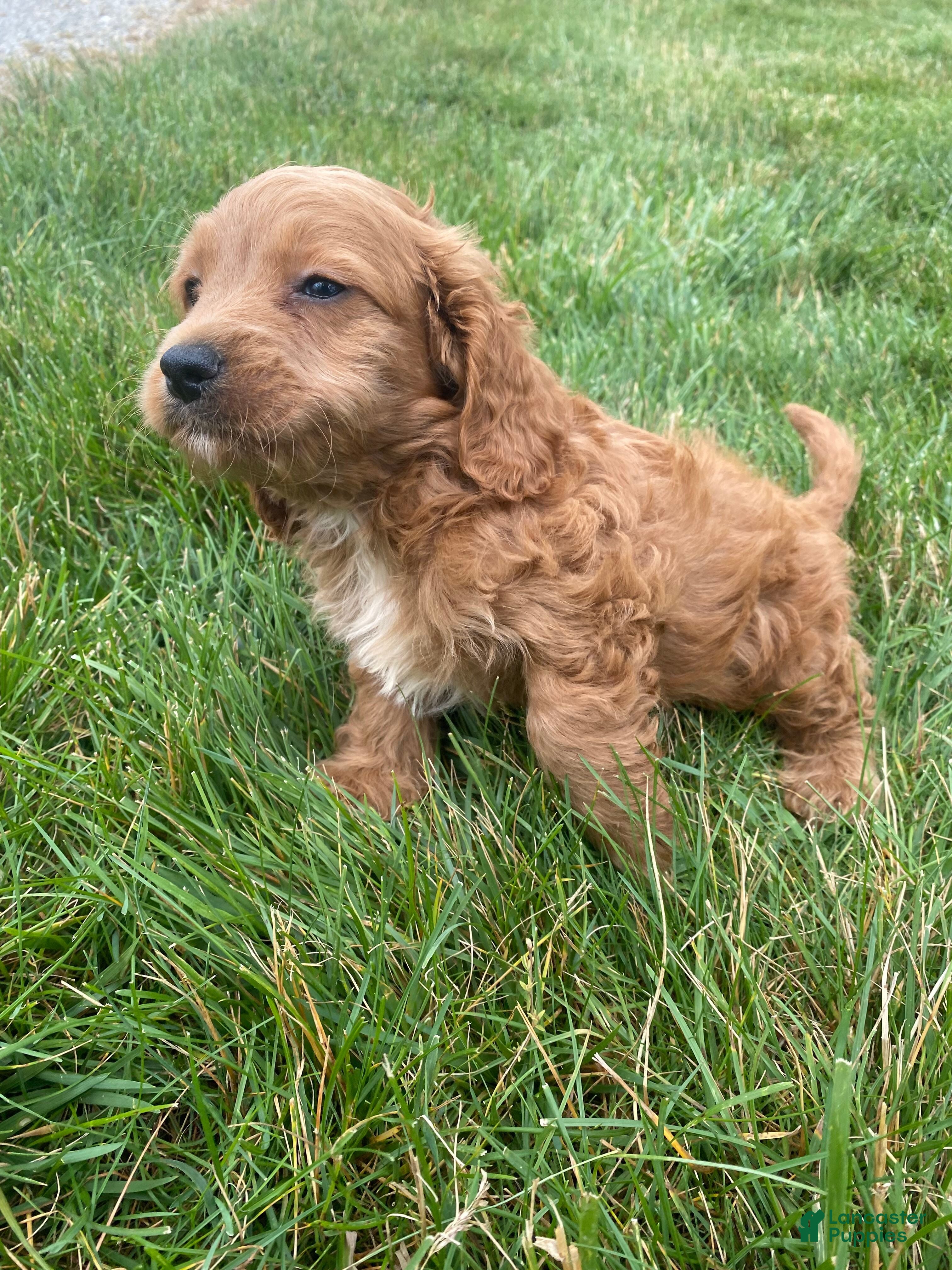 Cockapoo dogs Ranger - Ad 2