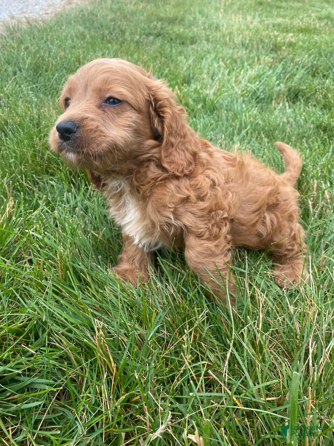 Cockapoo dogs for sale: Ranger - Ad 2