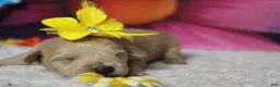 Schnoodle dogs for sale: Champaign  - Ad 5