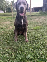Chase