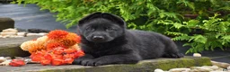 German Shepherd dogs for sale: Buster - Ad 2