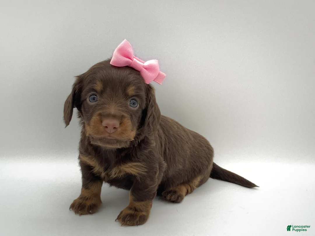 Miniature Dachshund dogs for sale: Kendra - Ad 7