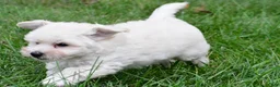 Maltipoo dogs for sale: Milo - Ad 5