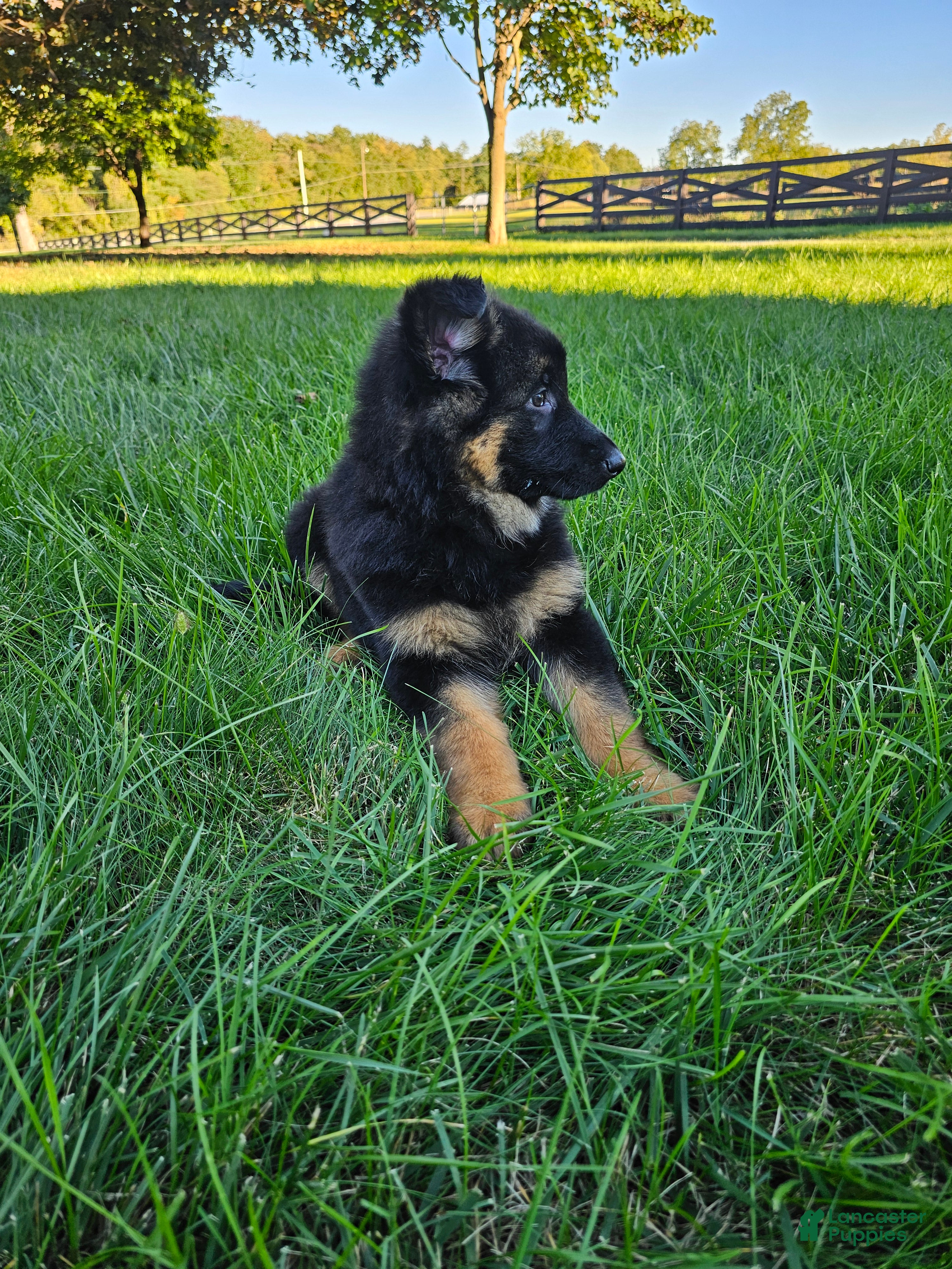 German Shepherd dogs Remi - Ad 2