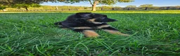 German Shepherd dogs for sale: Remi - Ad 2