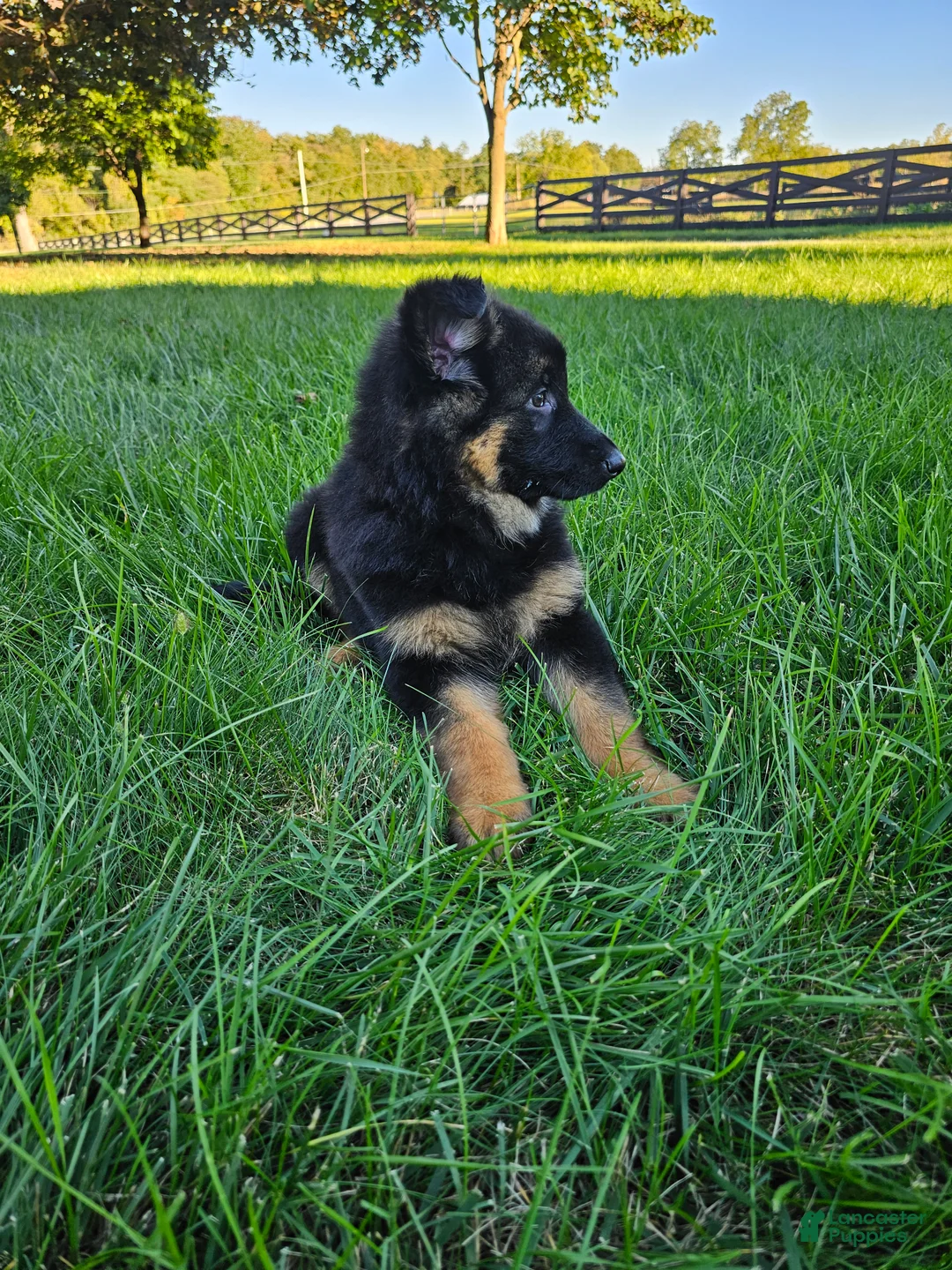 German Shepherd dogs for sale: Remi - Ad 2