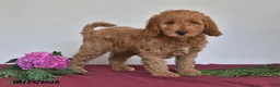 Mini Goldendoodle dogs for sale: Jasper - Ad 5