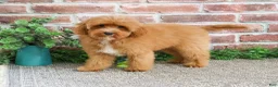 Cavapoo dogs for sale: Charles - Ad 1