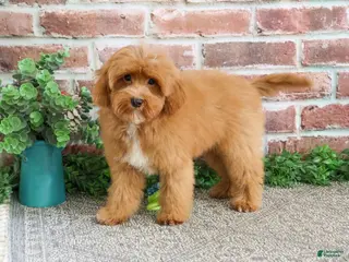 Cavapoo dogs Charles - Ad 2