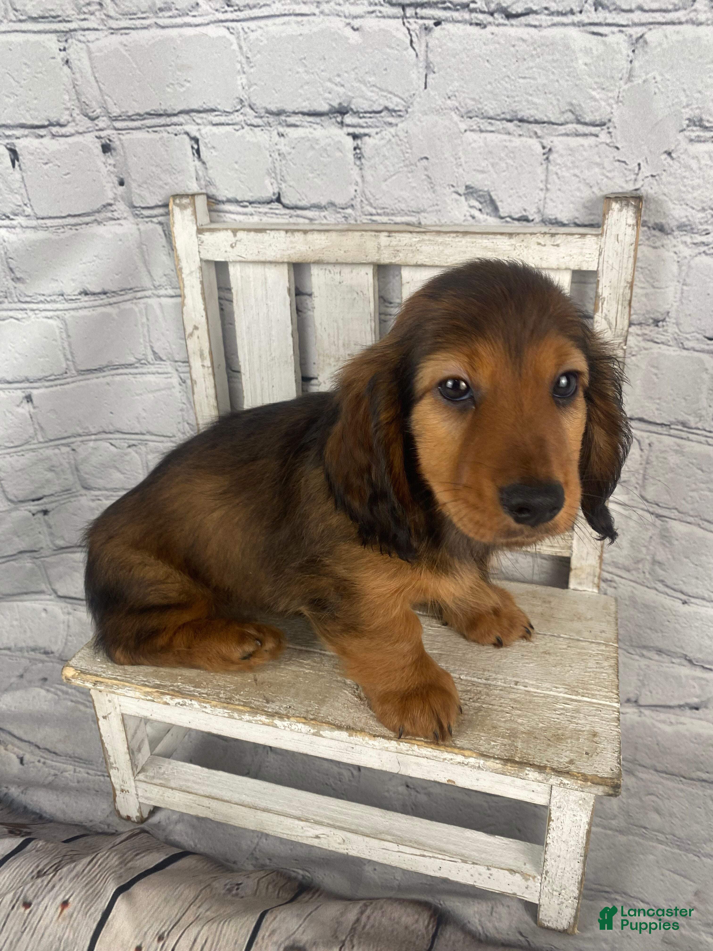 Miniature Dachshund dogs Dexter - Ad 2