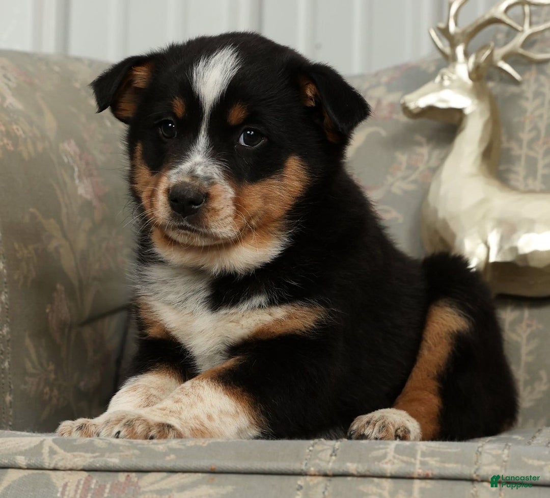 Australian Shepherd dogs for sale: Tucker - Ad 4