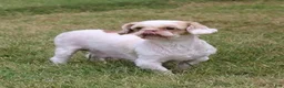 Shih Tzu dogs for sale: Brittany  - Ad 2
