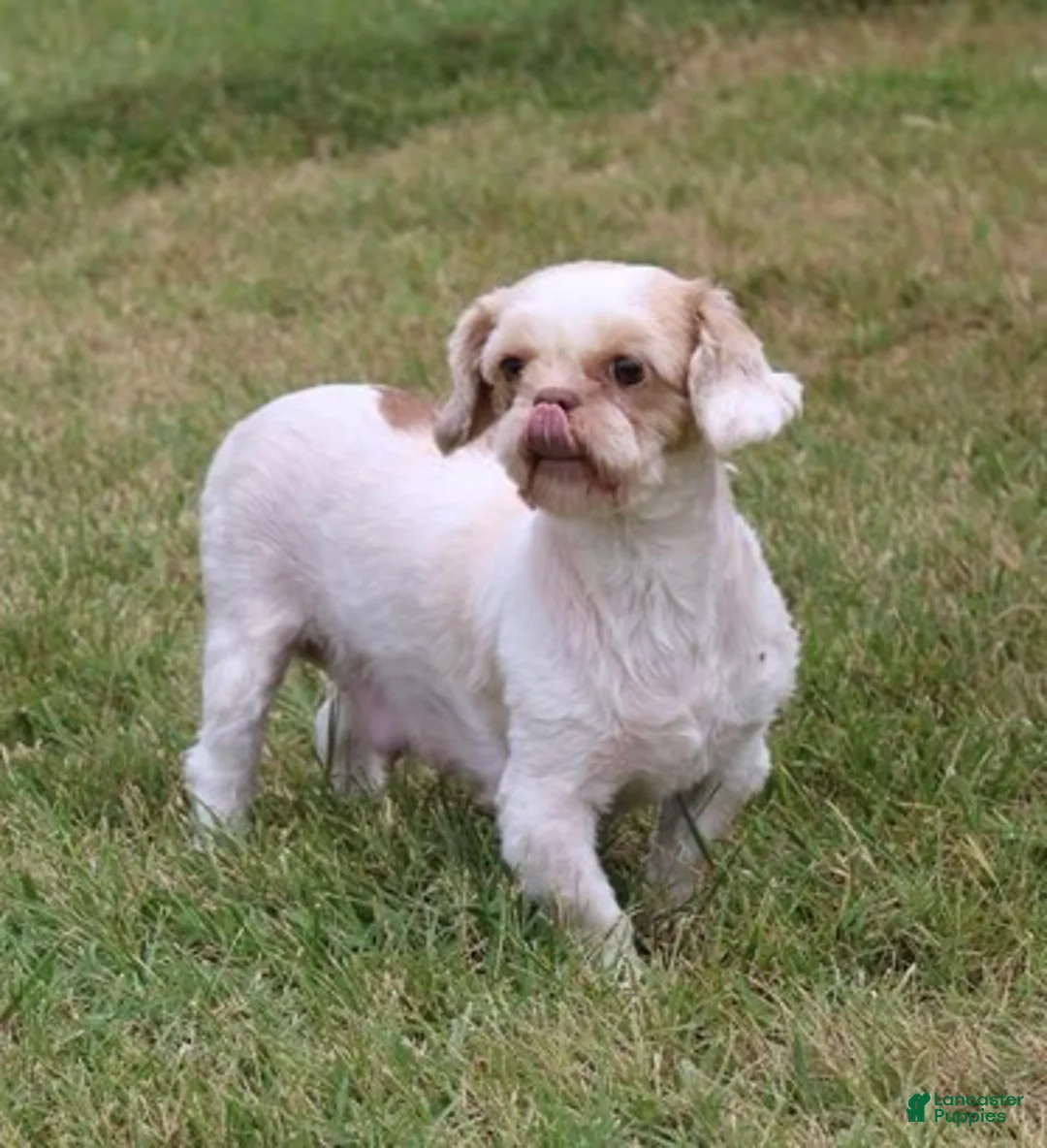 Shih Tzu dogs for sale: Brittany  - Ad 2