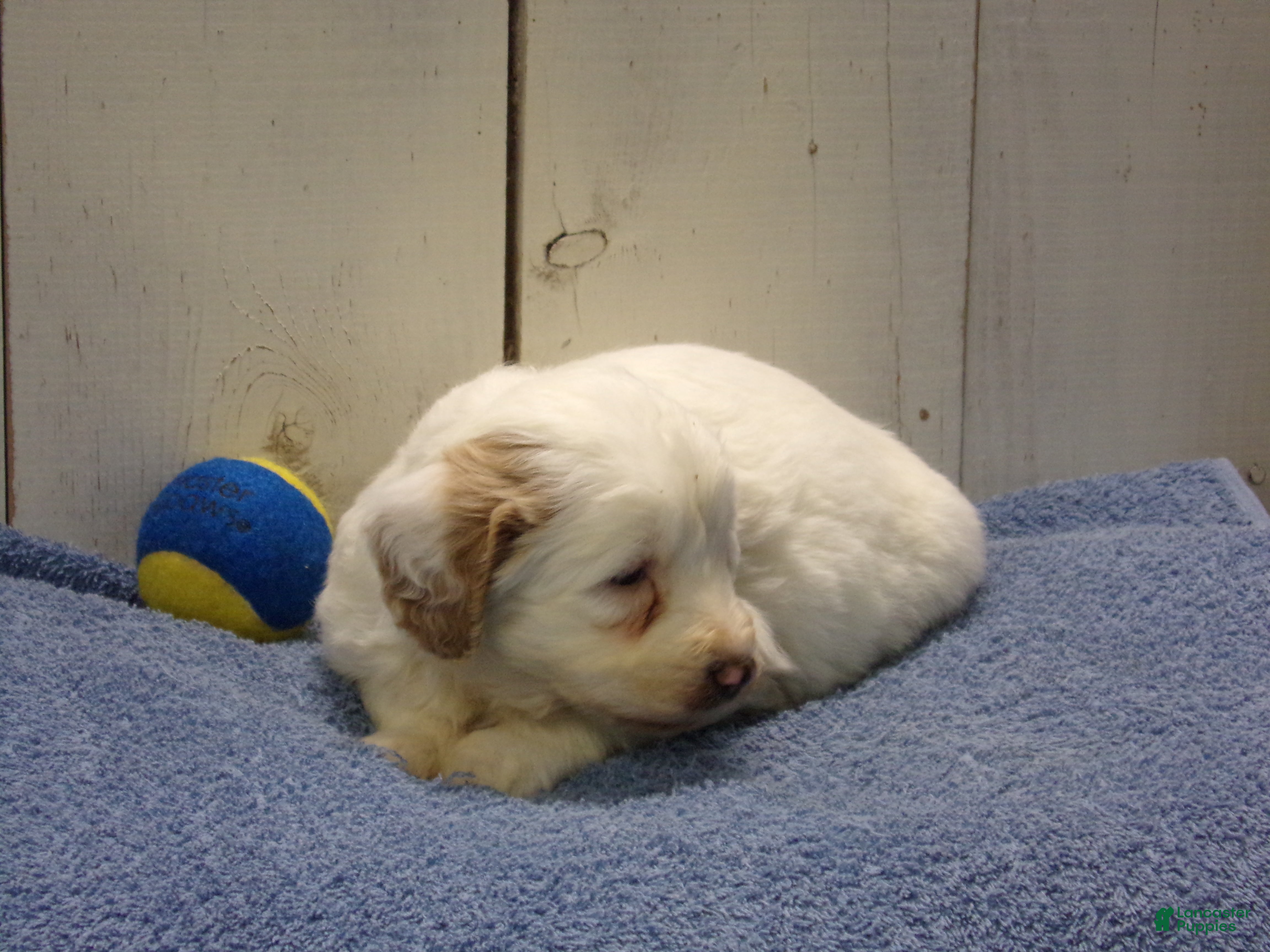 Goldendoodle dogs Hans - Ad 9