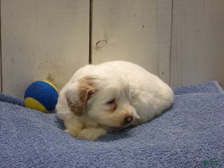 Goldendoodle dogs Hans - Ad 9