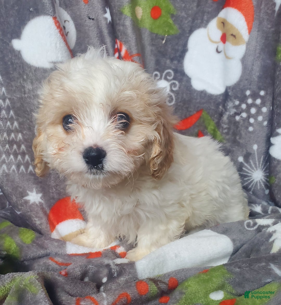 Cavachon dogs for sale: Frost - Ad 1