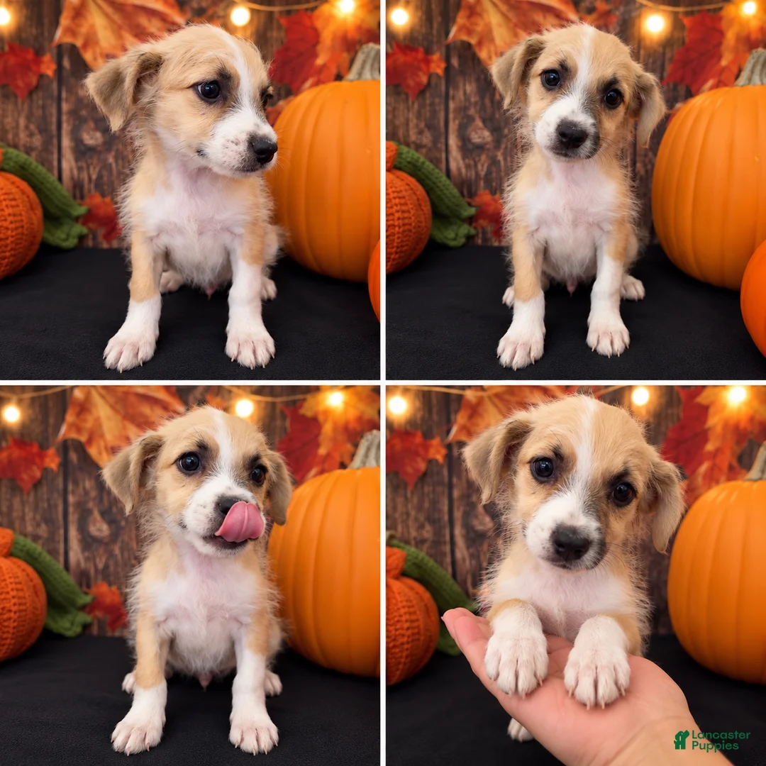 Schnoodle dogs for sale: Schnoodle 3 - Ad 1