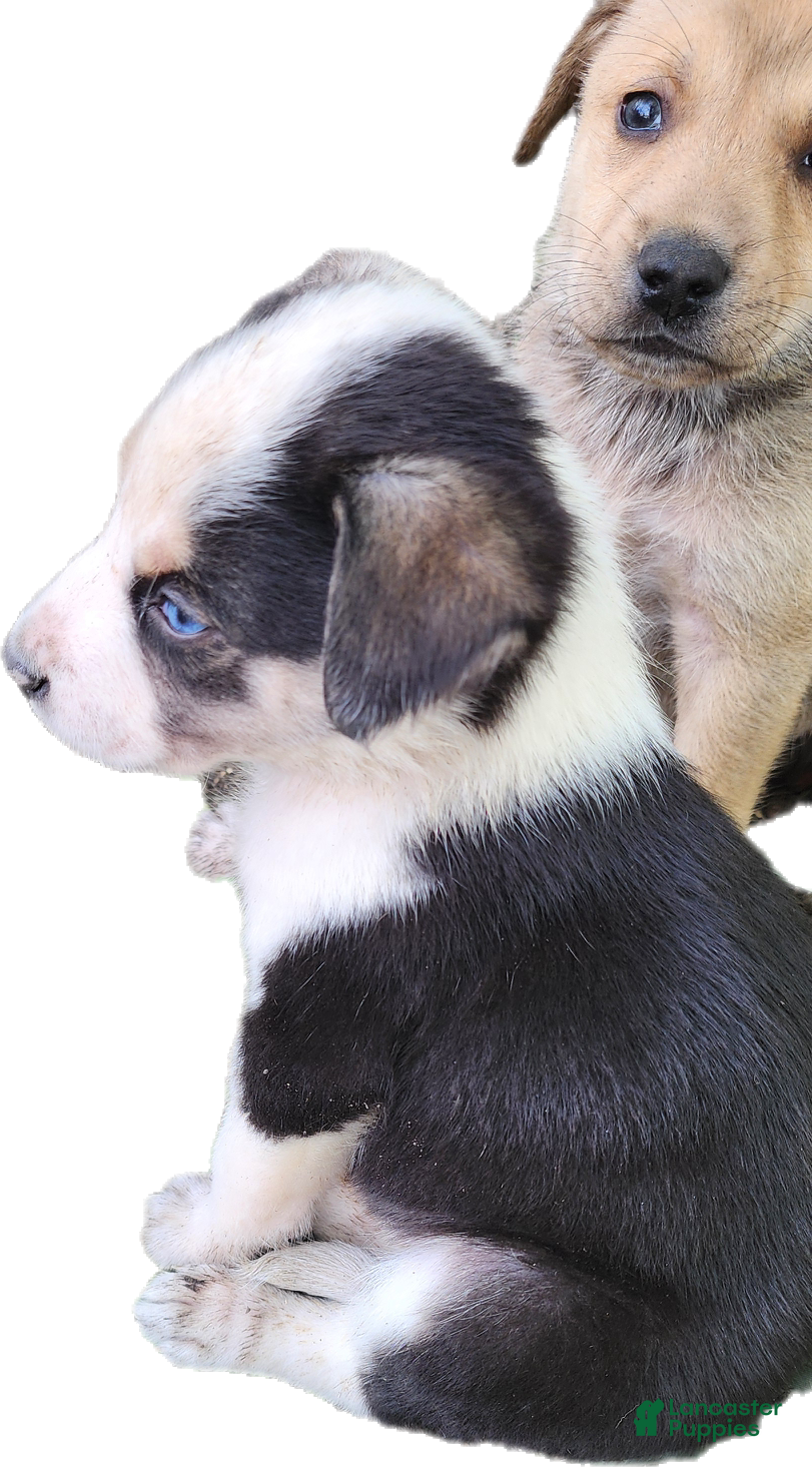 Mixed Breed dogs for sale: Black & White Boy - Ad 3