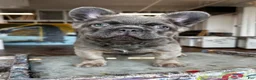 French Bulldog dogs for sale: Apollo - Ad 5