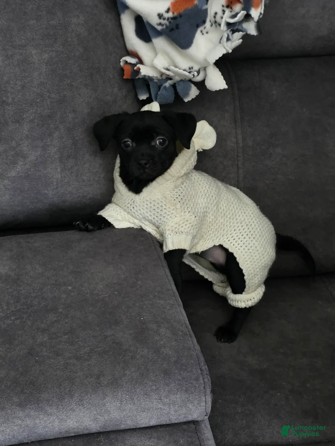 Chihuahua dogs for sale: Chihuahua Puppy 2 - Ad 2