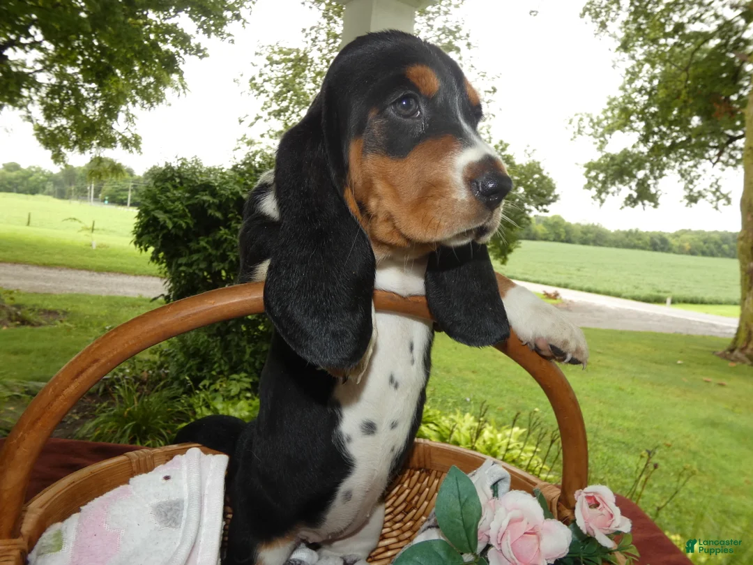 Basset Hound dogs for sale: Basset Hound 7 Victoria - Ad 2