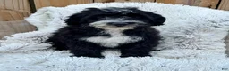 Mini Bernedoodle dogs for sale: Nitro - Ad 10