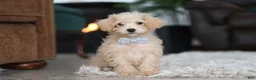 Schnoodle dogs for sale: Bruno - Ad 1
