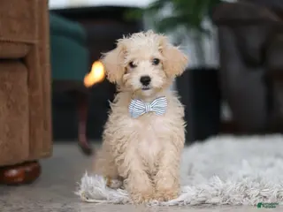 Schnoodle dogs for sale: Bruno - Ad 3