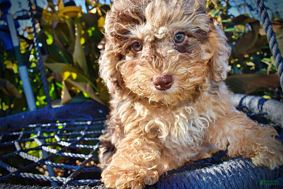 Havapoo dogs for sale: Jackson - Ad 3