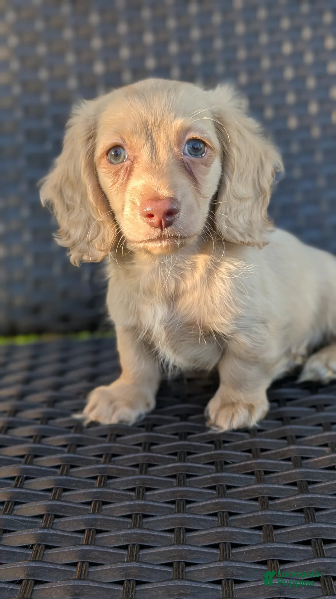 Miniature Dachshund dogs for sale: Crisp - Ad 2