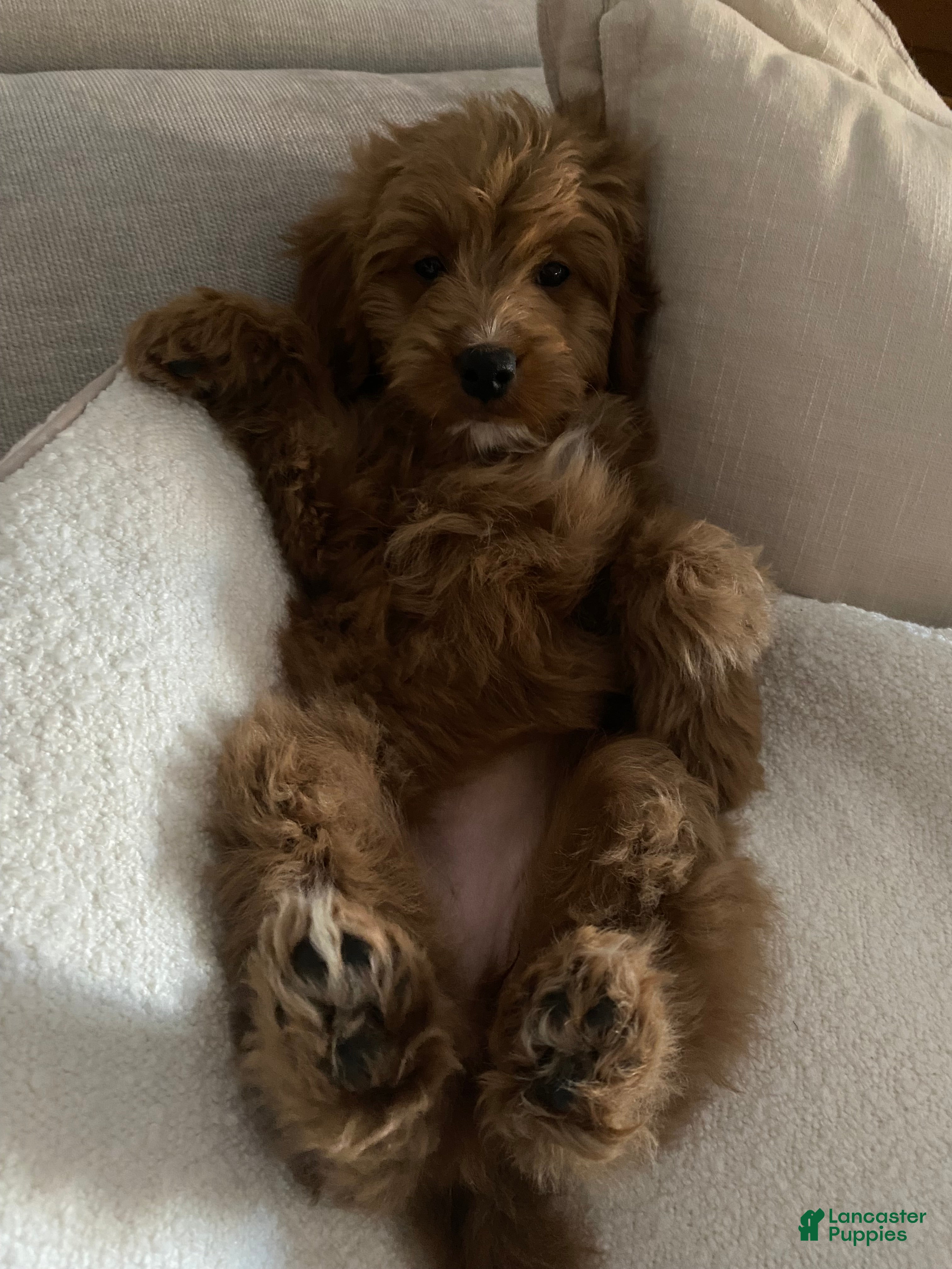 Mini Goldendoodle dogs Mini Goldendoodle  - Ad 38