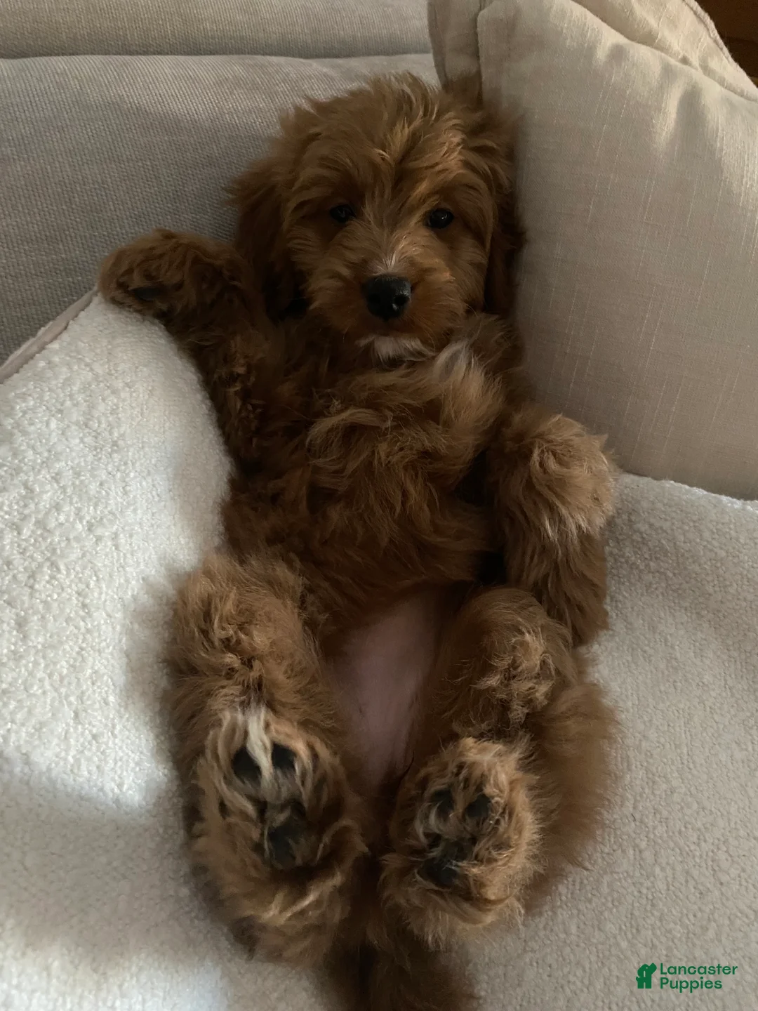 Mini Goldendoodle dogs for sale: Mini Goldendoodle  - Ad 1
