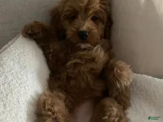 Mini Goldendoodle dogs Mini Goldendoodle - Ad 38