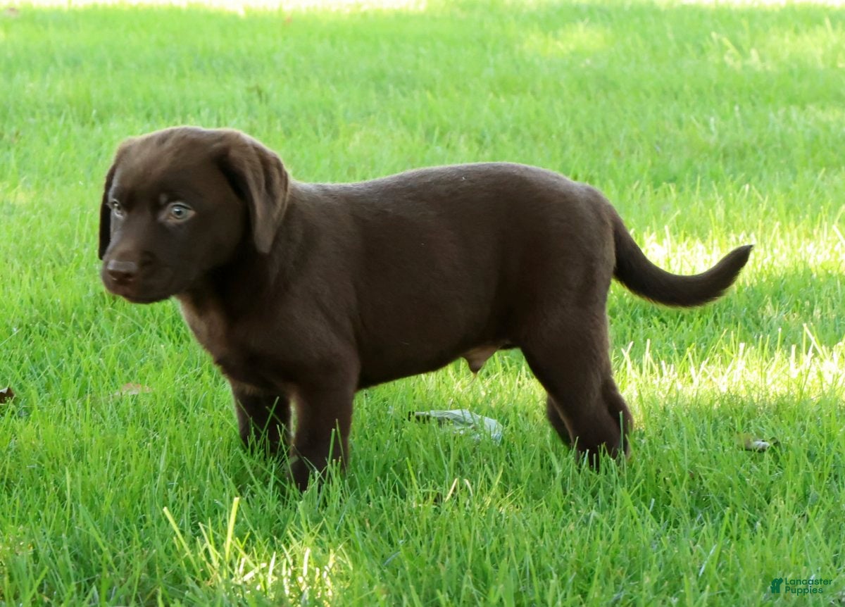 Labrador Retriever dogs Asher - Ad 2