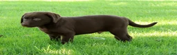 Labrador Retriever dogs for sale: Asher - Ad 2