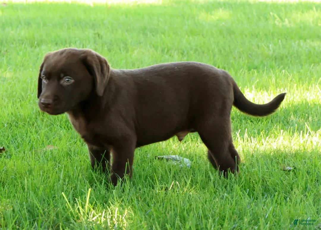 Labrador Retriever dogs for sale: Asher - Ad 2