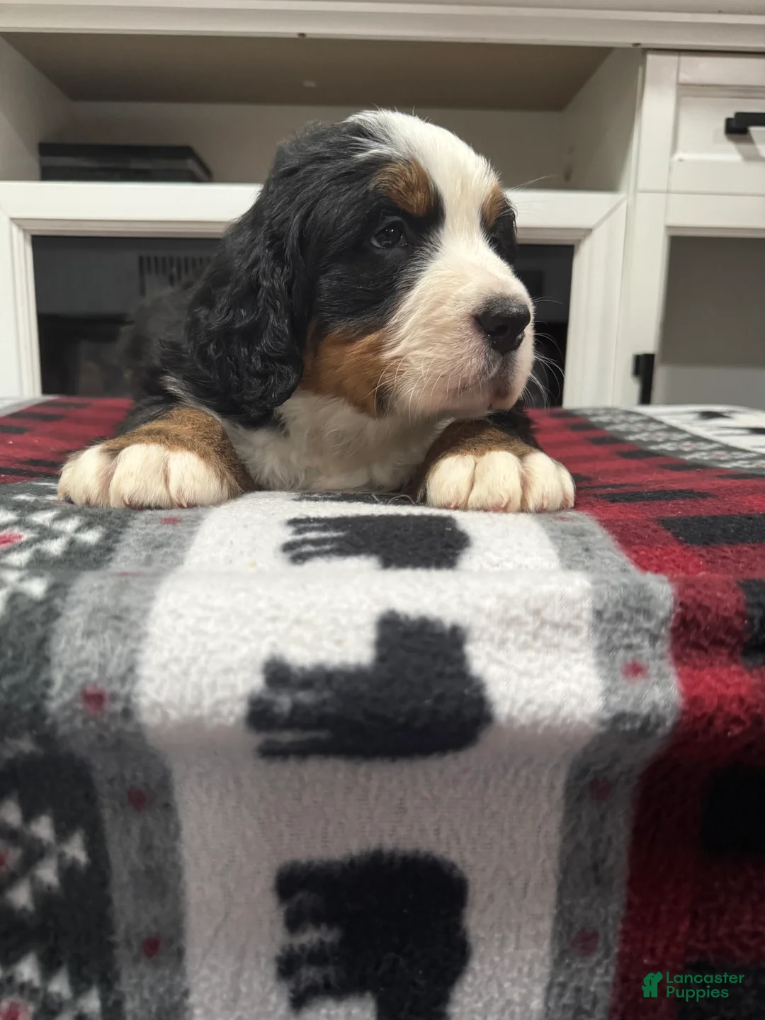 Bernese Mountain Dog dogs for sale: Shadow - Ad 5