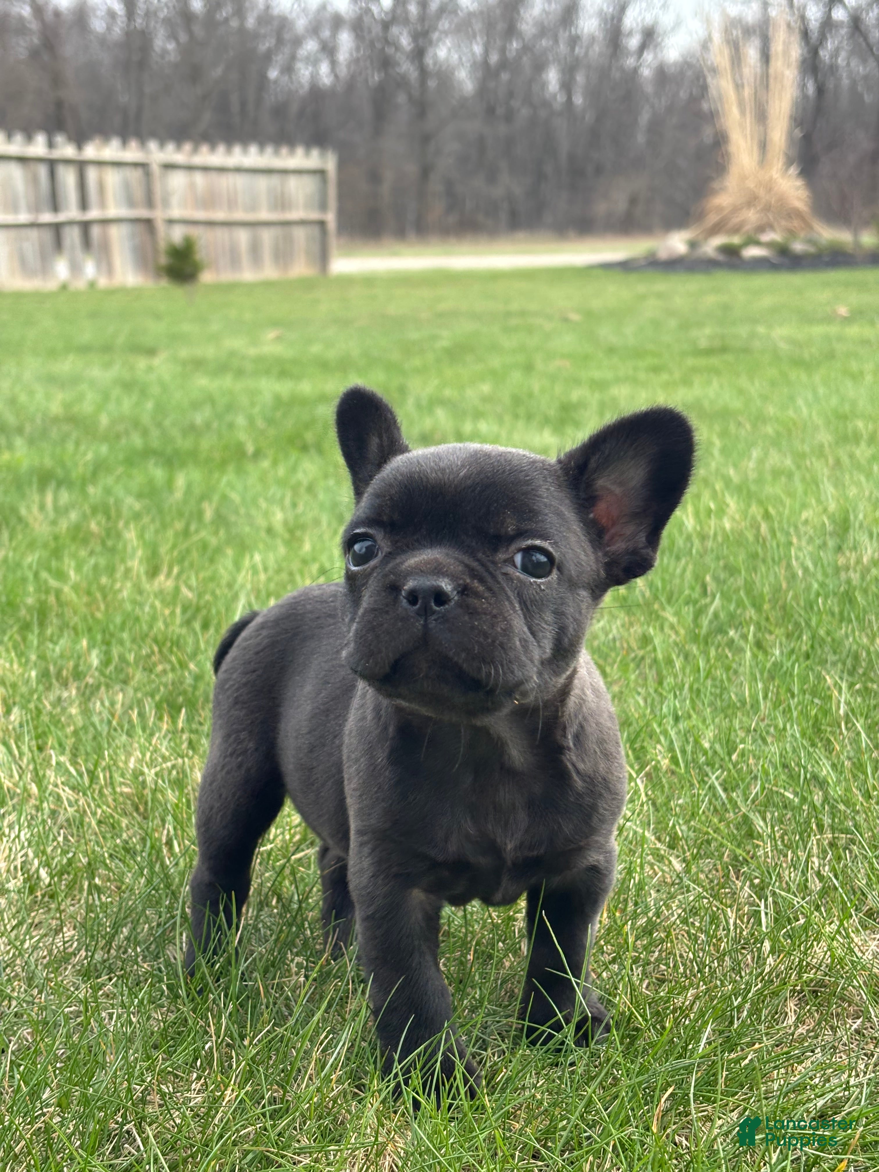 French Bulldog dogs Happy - Ad 1