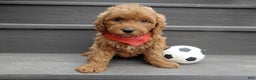 Mini Goldendoodle dogs for sale: Evan - Ad 2