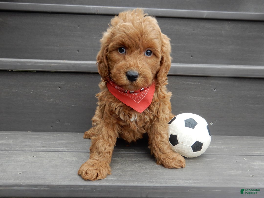 Mini Goldendoodle dogs for sale: Evan - Ad 2