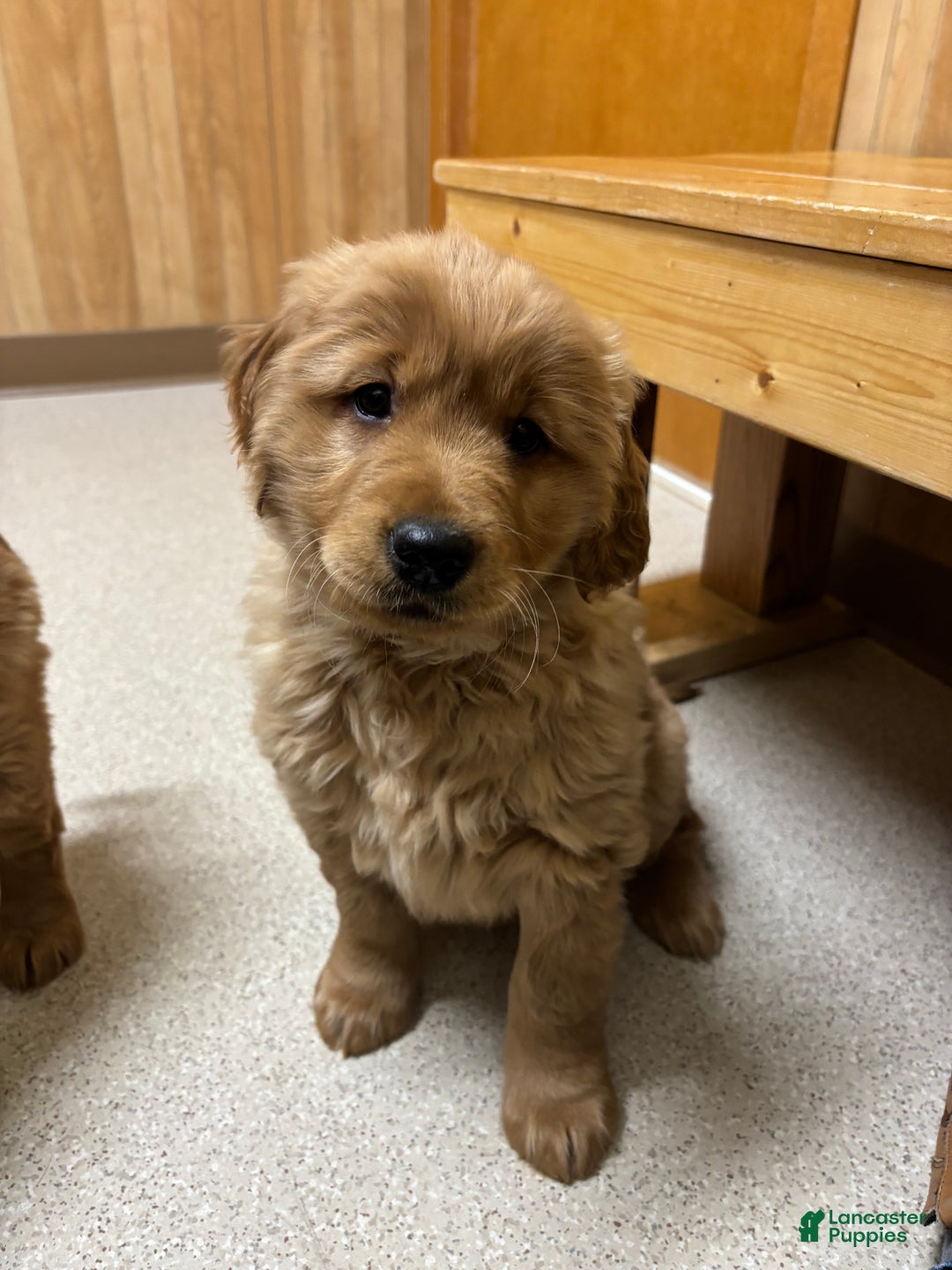 Golden Retriever dogs for sale: Autumn - Ad 1
