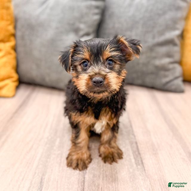 Yorkshire Terrier dogs Jordan - Ad 1