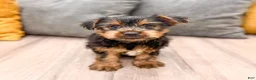 Yorkshire Terrier dogs for sale: Jordan - Ad 1
